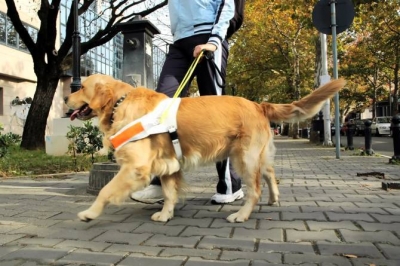 PERROS GUÍAS PARA LA ASISTENCIA DE PERSONAS CON DISCAPACIDAD EN LA COMUNIDAD AUTÓNOMA DE CANARIAS